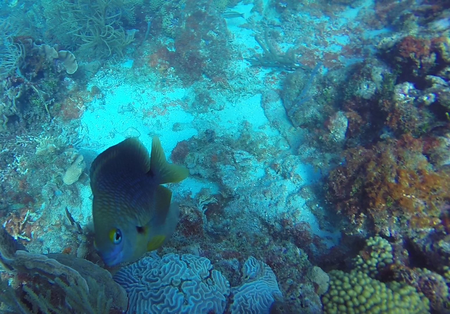 This little guy got curious of the big, noisy, clumsy thing in the water.