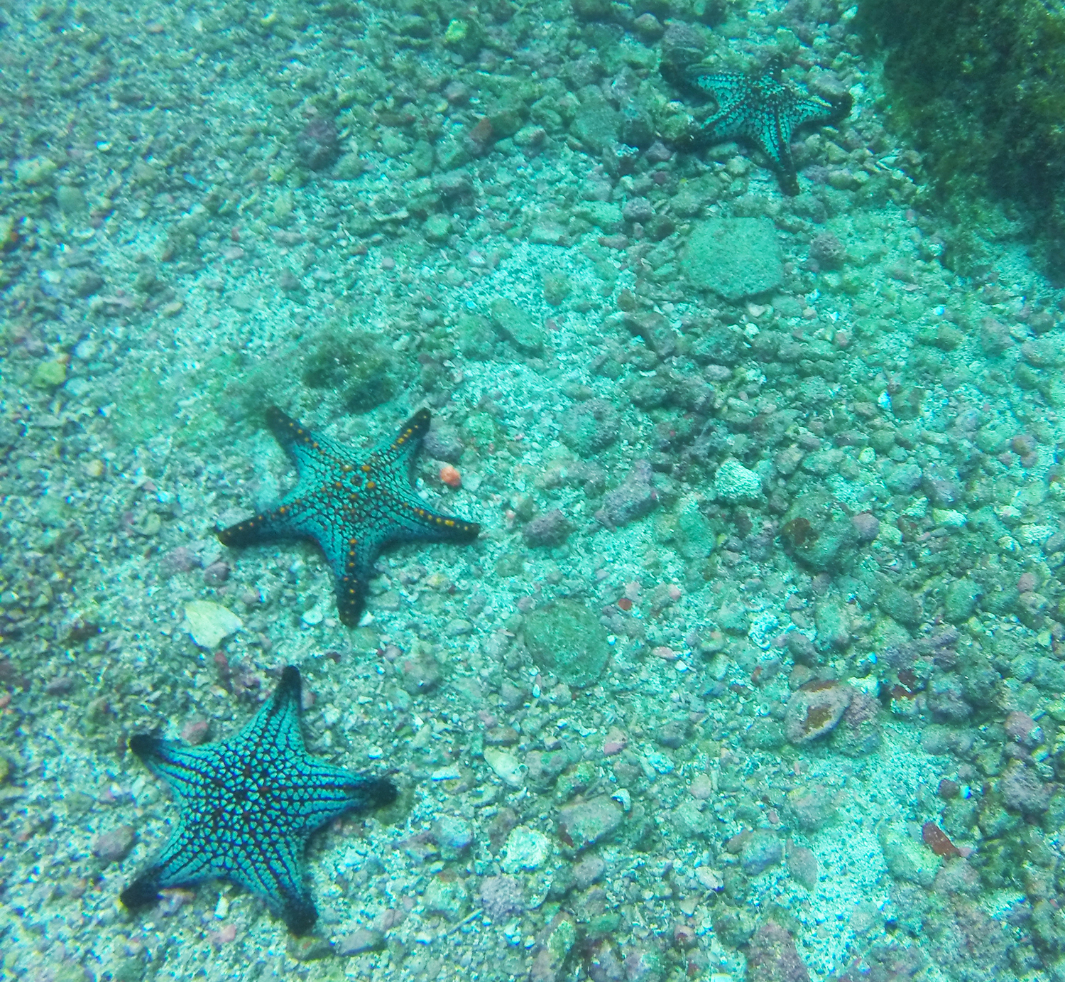 Pin cushion starfish Pacific.