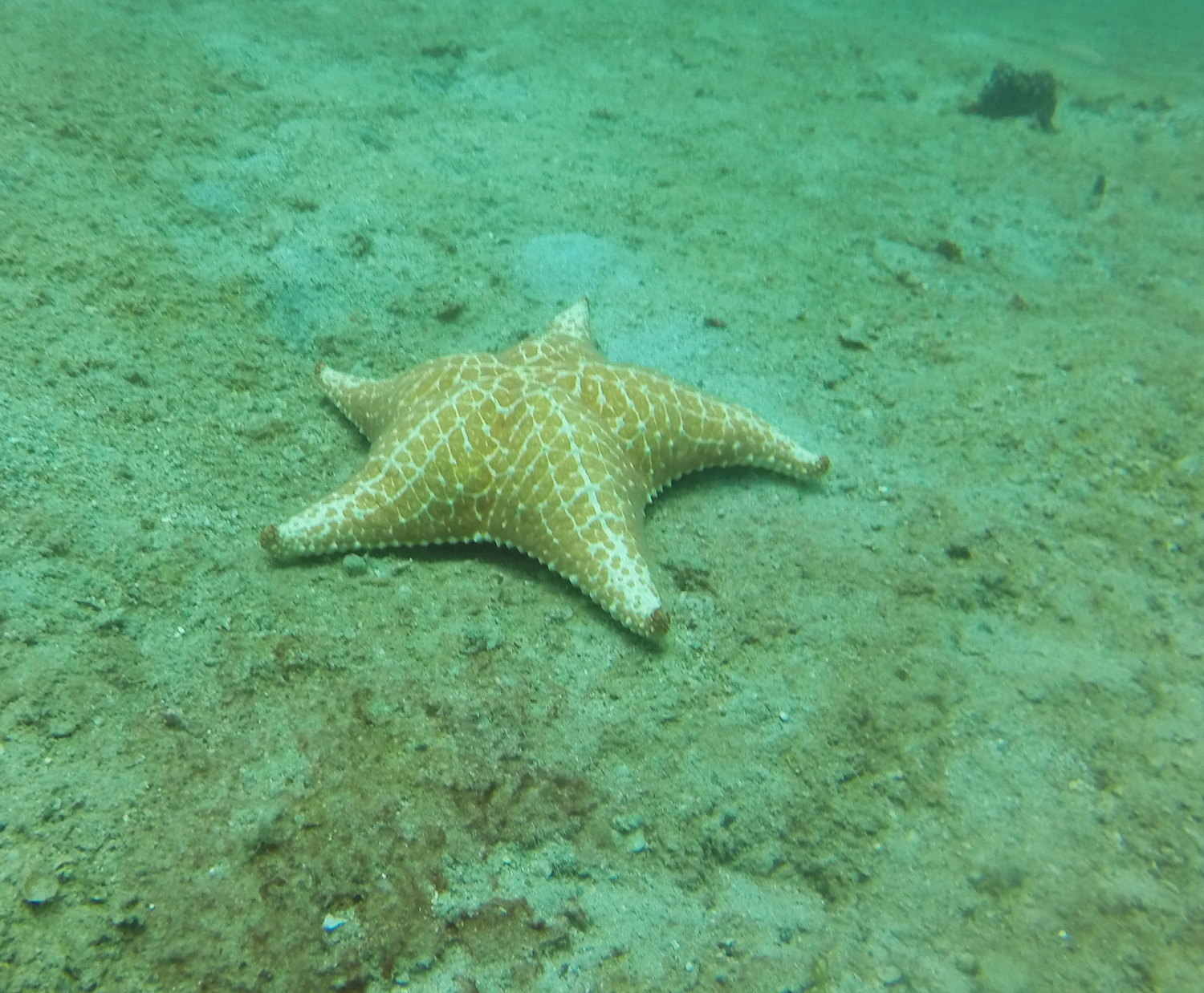 Pin cushion starfish Caribbean.